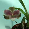 Lycaste brevispatha